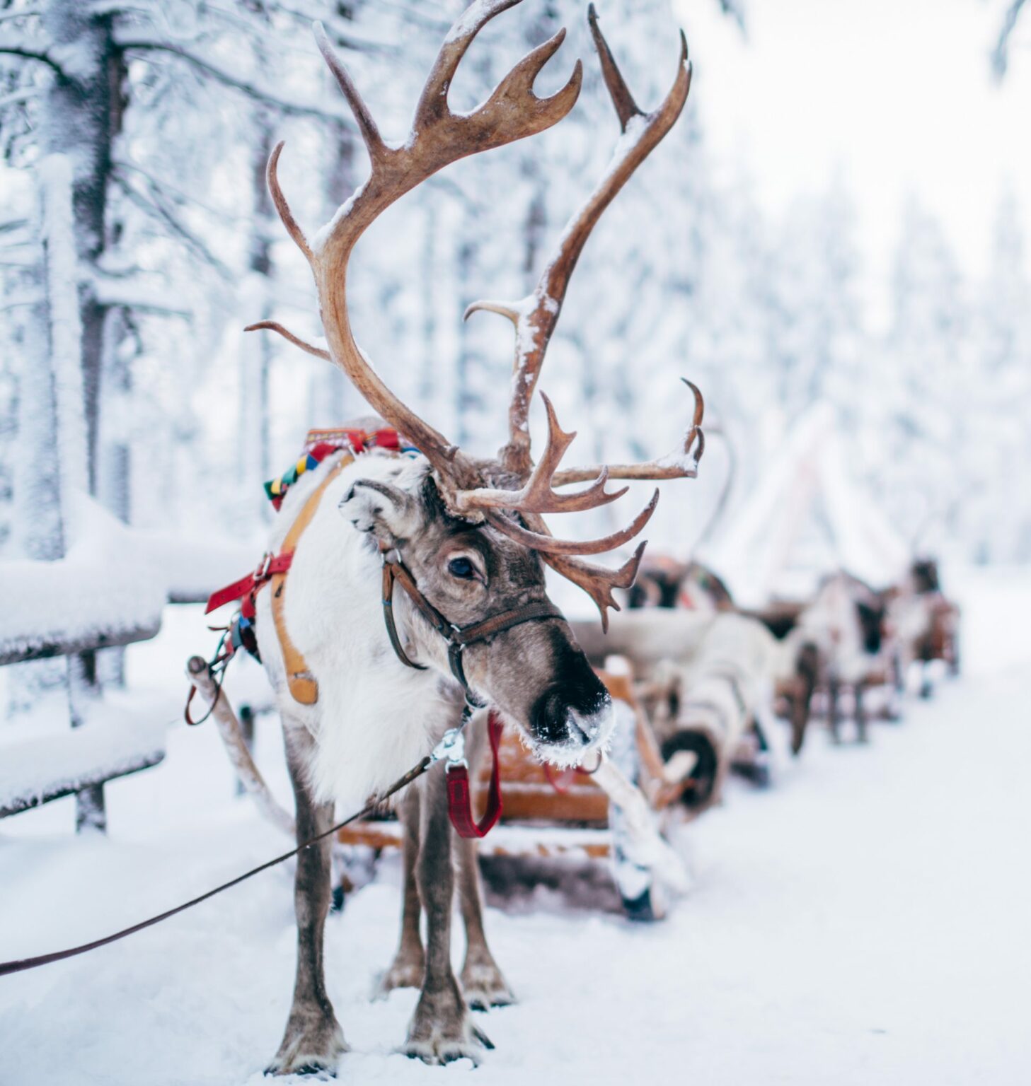 Trip To Arctic Circle, Santa Claus Village And Santas Reindeer